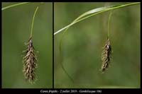 Carex-frigida6